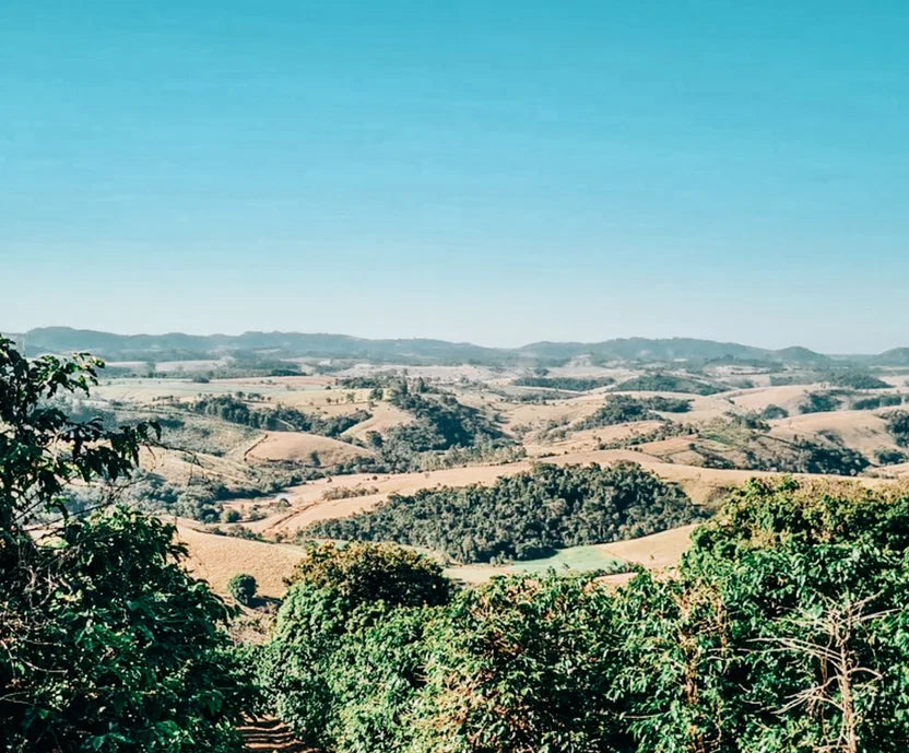 Brazil | Minas Gerais | SCA 83  200g